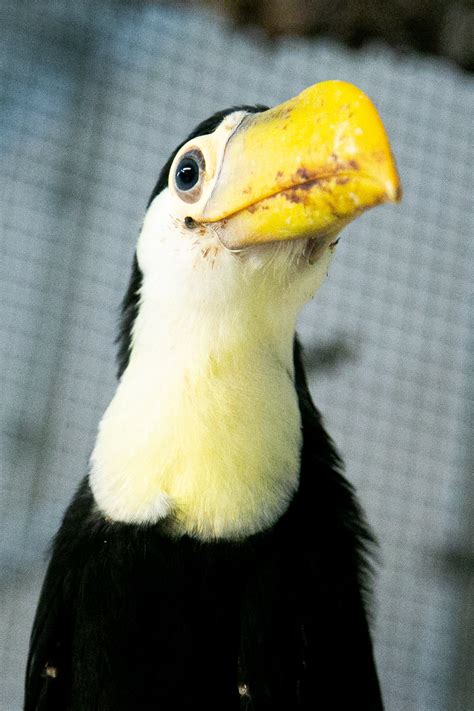 Toucan Chicks Growth Timeline (FIRST-EVER hatched at Tanganyika ...