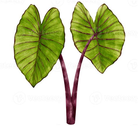 Colocasia Tropical Plant Watercolor Illustration 9787931 Png