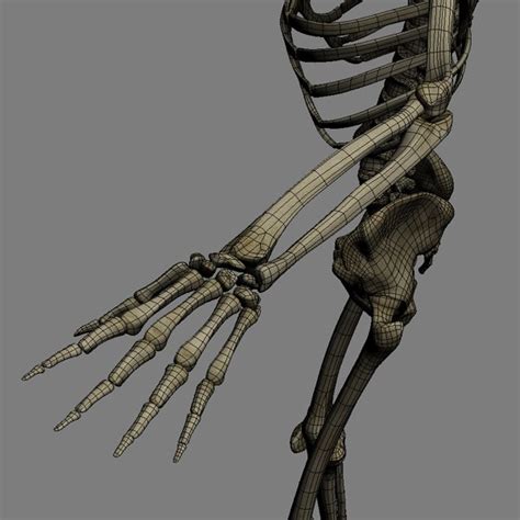 Human Skeleton Rigged Male Man 3d Model