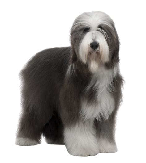 Bearded Collie Steckbrief Charakter Lebenserwartung And Pflege