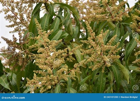 Julie Mango Tree Flowering stock photo. Image of berry - 243101200