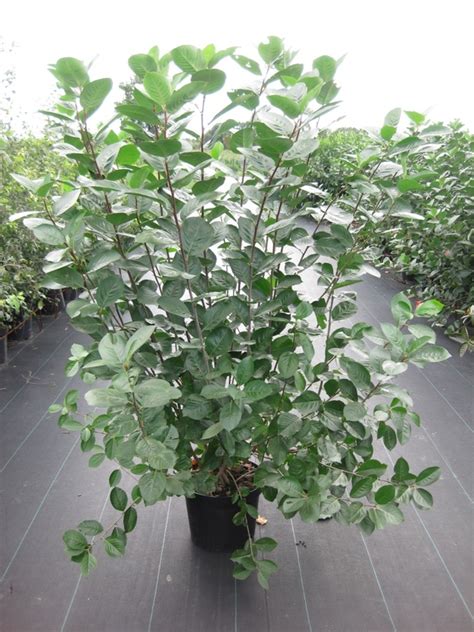 Арония черноплодная (Aronia melanocarpa) купить по цене 6500 рублей от ...