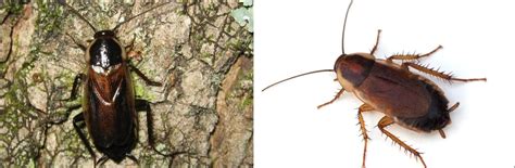 5 Types Of Cockroaches Found In Iowa Id Guide Nature Blog Network