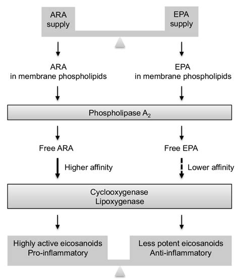 10 Eicosanoids biosynthesis pathway from ARA (arachidonic acid) or EPA... | Download Scientific ...