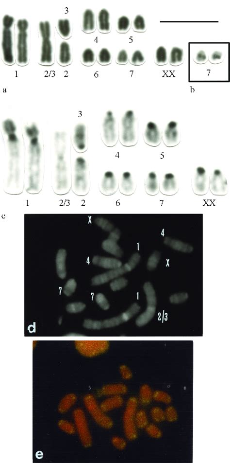 A Conventionally Stained Karyotype Of Proechimys Gr Goeldii With 2n