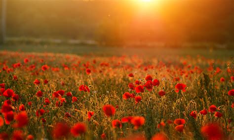 A Collection of Remembrance Day Poems to Read and Reflect On