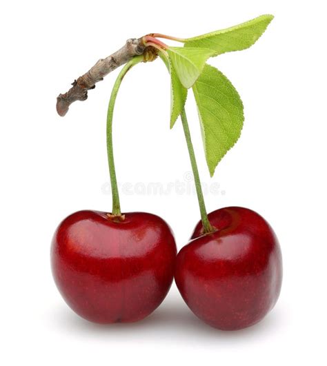 Ripe Red Cherries With Leaves Isolated Stock Image Image Of Green