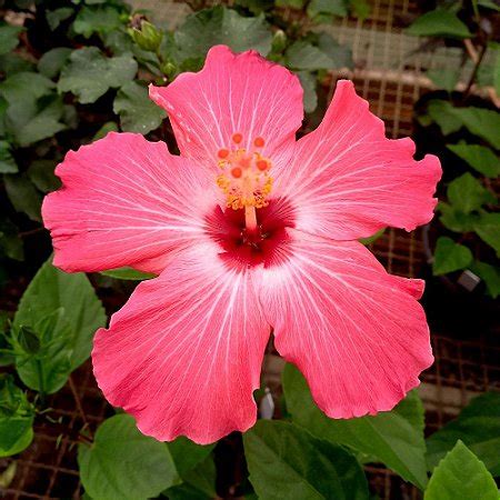 Hibisco Vermelho Orquidário 4 Estações Orquídeas e Flores Ornamentais