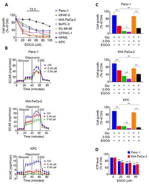 Epigallocatechin 3 Gallate Egcg Inhibits Pancreatic Cancer Cell