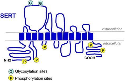 Adjuntar A Convencional Ellos Serotonin Transporter Punto Muerto