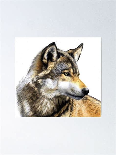 Grey Wolf Colored Pencil Drawing Poster For Sale By Jasmina Susak Redbubble