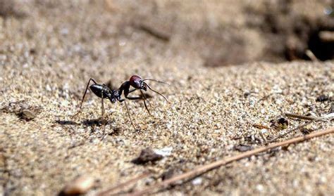 Desert Ants: The Magnetic Field Calibrates the Navigation System ...