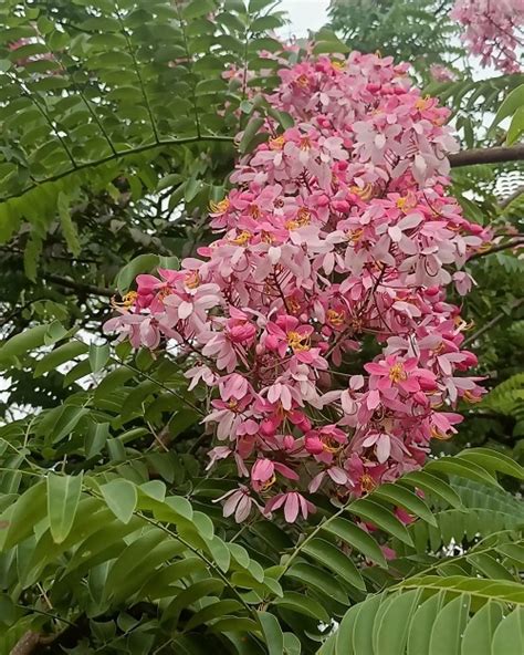 How To Grow Cassia Javanica Pink Shower Tree Care