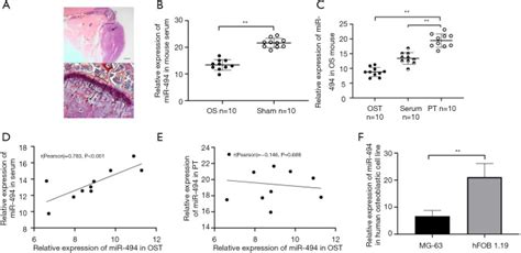 Human Normal Osteoblastic Cell Line Hfob Atcc Bioz