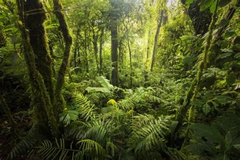 Clima Equatoriale Cos Caratteristiche Flora E Fauna Riassunto