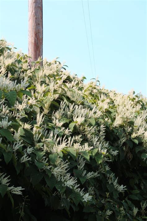 Cascading Overgrowth Of Invasive Japanese Knotweed In Autumn Bloom