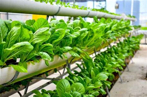 Mengenal Urban Farming Solusi Bertani Masyarakat Perkotaan Klikmu