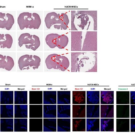 Adherence Of Hucb Mscs To The Ependyma Cell Wall Of The Mouse Brain