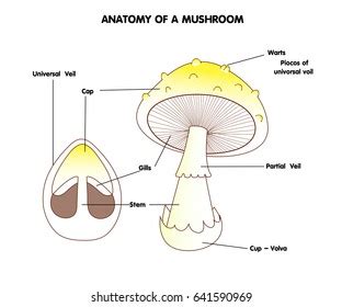 1 055 Mushroom Diagram Images Stock Photos And Vectors Shutterstock