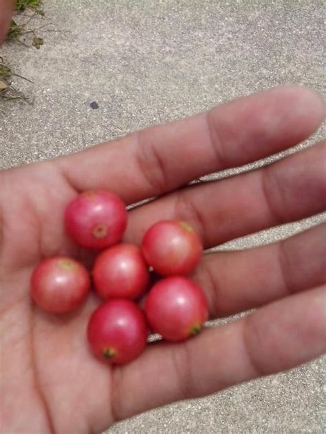 Capulines Fruit