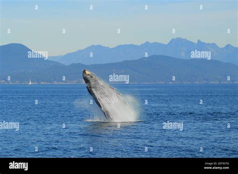 Humpback Whale Breaching Stock Photo - Alamy