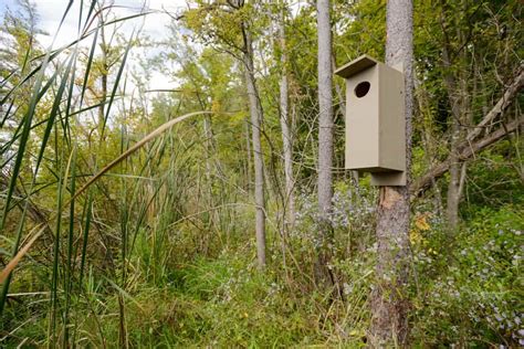 12+ DIY Wood Duck Box House Plans [Free] - MyMyDIY | Inspiring DIY Projects