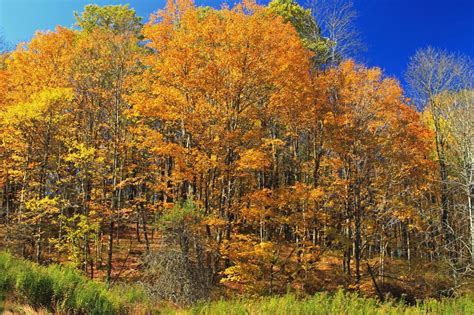 Kostenlose Bild Baum Holz Blatt Landschaft Natur Pappel Herbst Wald