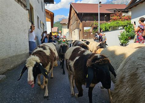 Alle Bilder Von Almabtrieb Und Schafschied In Tarrenz Tirol Unsere