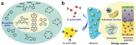 Detection Of Metal Ions In Biological Systems A Review