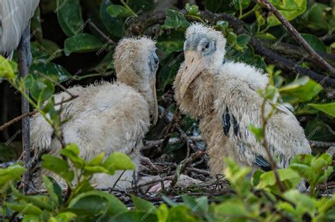 Premium Photo | A bird with white feathers and black feathers is ...