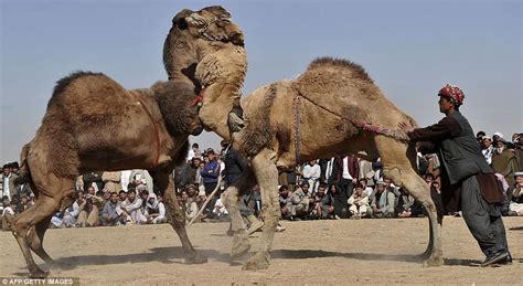 Duel Of The Dromedaries Afghan Camels In Wrestling Showdowns To