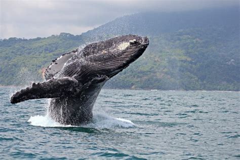 Top 10 Sehenswürdigkeiten in Costa Rica unglaubliche Natur entdecken