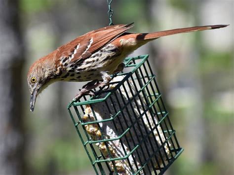 What Do Brown Thrashers Eat? (Complete Guide) | Birdfact