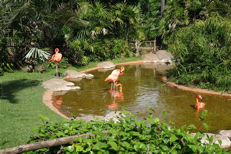 A Guide To Honolulu Zoo | Trip101