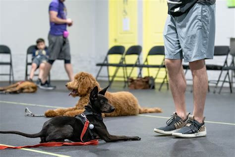 Puppy Class Part Two — Believe in DOG Training by Stephanie Bennett ...