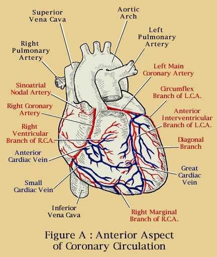 KNOW UR HEART: THE CORONARY CIRCULATION