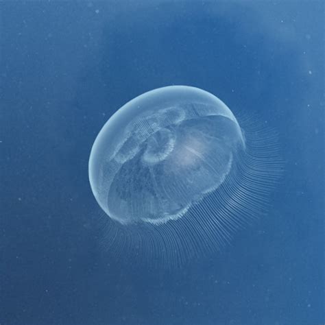 3d Model Jellyfish Aurelia