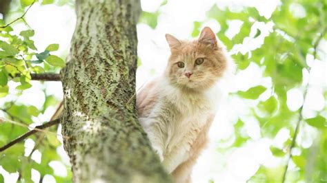 Cat in Tree Rescue: How Does it Work? - The Cat Bandit Blog