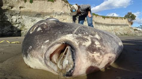 Hoodwinker Sunfish on California beach (rare species) - Web Top News