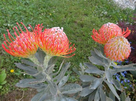 Protea | Landscape projects, Fynbos, Courtyard garden