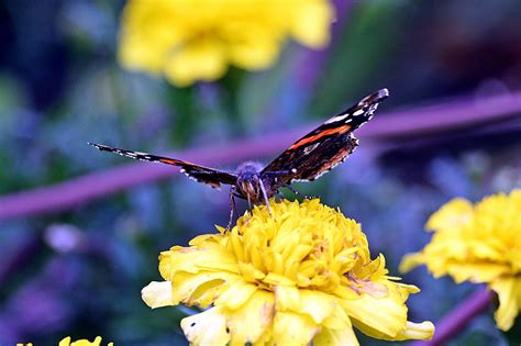 Almirante Edelfalter Mariposa Foto Gratis En Pixabay Pixabay