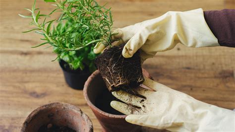 10 Tips For Easily Repotting Your Favorite Plants