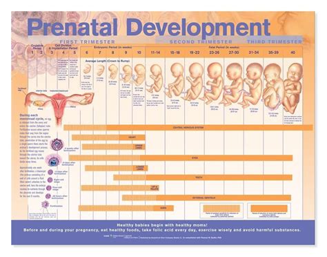 Prenatal Development Laminated Anatomical Chart | Prenatal development, Prenatal, Prenatal care