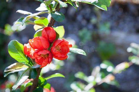 The Red Blossom Closeup Of Flowering Of Japanese Quince Or Chaenomeles