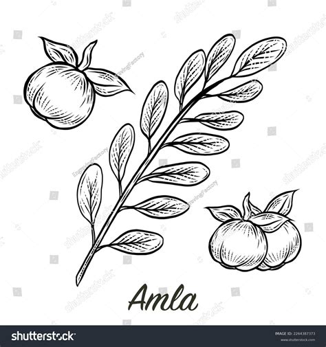 Amla Fruit Vector Illustration: Over 484 Royalty-Free Licensable Stock Vectors & Vector Art ...