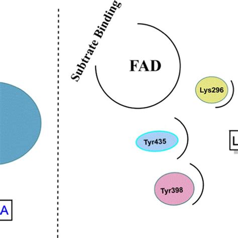 Ligand Binding Active Sites Of Mao Enzymes Download Scientific Diagram