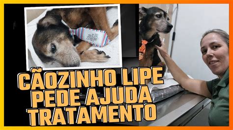 Veterinária pede ajuda para continuar tratamento de cãozinho YouTube