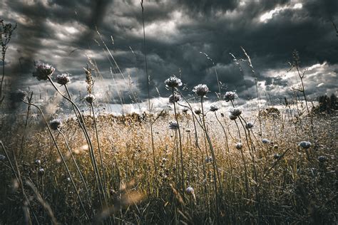 Idilio on Behance
