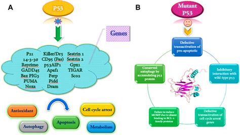 Frontiers Recent Findings On The Role Of Wild Type And Mutant P53 In