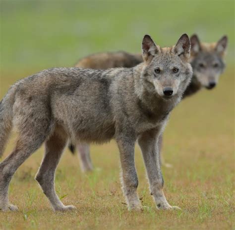 Neues Wolfsrudel Zwischen Gommern Und Magdeburg Nachgewiesen Welt